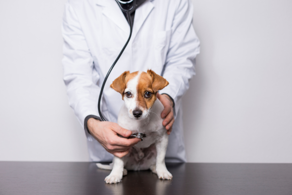 Štěňátko u veterináře